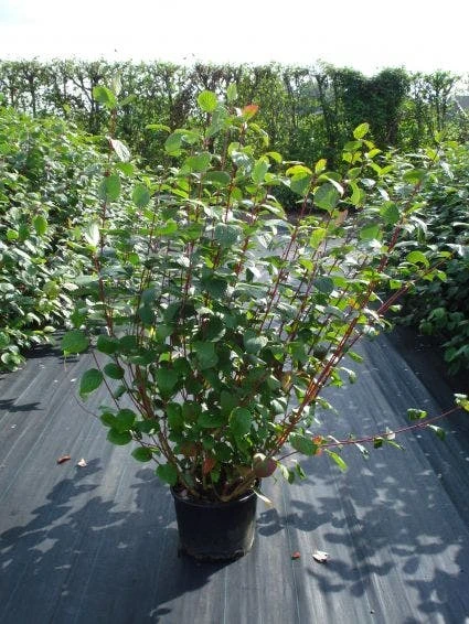 Kornoelje (Cornus Alba 'Sibirica') 5 Kornoelje (Cornus Alba 'Sibirica') - Afbeelding 3