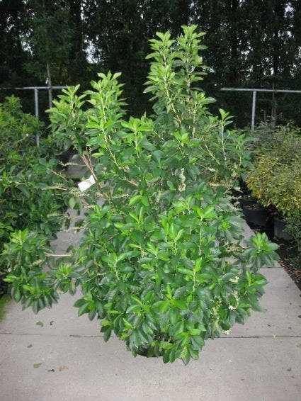 Schijnels (Clethra Alnifolia) 3 Schijnels (Clethra Alnifolia)