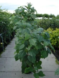 Pindakaasboom (Clerodendrum Trichotomum Fargesii) 6 Pindakaasboom (Clerodendrum Trichotomum Fargesii) -Directplant Winkel 20120218103656 2