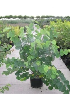 Judasboom Als Struik (Cercis Siliquastrum) -Directplant Winkel 20120218104413 8