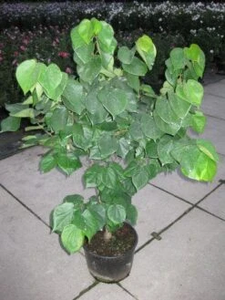 Chinese Judasboom (Cercis Chinensis 'Avondale') -Directplant Winkel 20120218104451 5