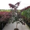 Judasboom Als Struik (Cercis Canadensis 'Forest Pansy') -Directplant Winkel 20120218104526 6