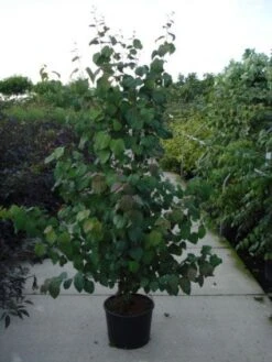 Katsoera Als Struik (Cercidiphyllum Japonicum) -Directplant Winkel 20120218104650 35 7