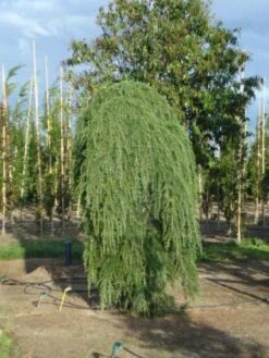 Treurceder (Cedrus Deodara 'Pendula') -Directplant Winkel 20120218104745 13 1