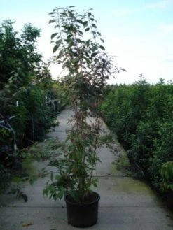 Schoonvrucht (Callicarpa Bodinieri 'Profusion') -Directplant Winkel 20120218105422 30 6