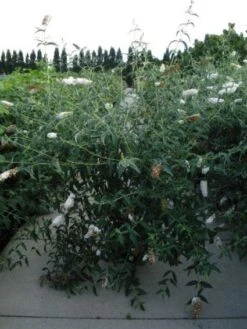 Vlinderstruik (Buddleja Davidii 'White Profusion') -Directplant Winkel 20120218105604 3 3
