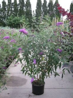 Vlinderstruik (Buddleja Davidii 'Pink Delight') -Directplant Winkel 20120218105635 3