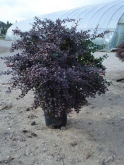 Zuurbes (Berberis Thunbergii 'Atropurpurea') -Directplant Winkel 20120218110341 4