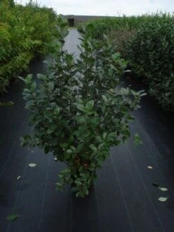 Appelbes (Aronia Melanocarpa) -Directplant Winkel 20120218111019 20 4