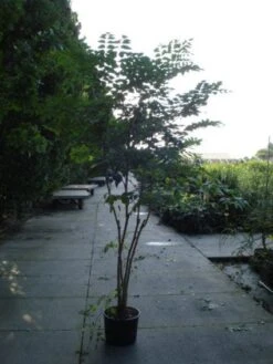 Duivelswandelstok (Aralia Elata) -Directplant Winkel 20120218111237 6 3 3