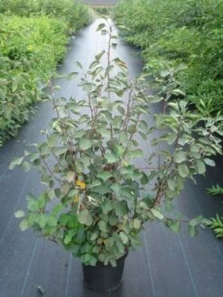 Dwerg Krentenboompje (Amelanchier Spicata) 6 Dwerg Krentenboompje (Amelanchier Spicata) -Directplant Winkel 20120218111323 6