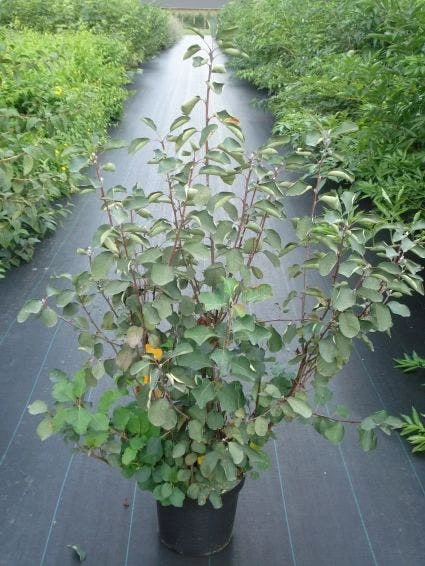 Dwerg Krentenboompje (Amelanchier Spicata) 4 Dwerg Krentenboompje (Amelanchier Spicata) - Afbeelding 2