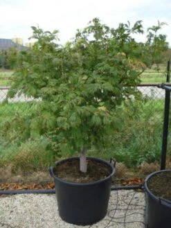 Japanse Esdoorn (Acer Japonicum 'Aconitifolium') -Directplant Winkel 20120218111902 10 1