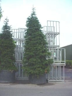 Nordmann-spar (Abies Nordmanniana) -Directplant Winkel 20120219160007 21