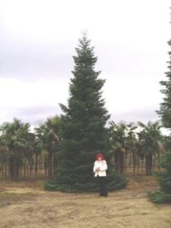 Nordmann-spar (Abies Nordmanniana) -Directplant Winkel 20120219160228 21