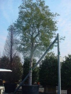 Mimosa Als Boom (Acacia Dealbata) -Directplant Winkel 20120219161040 6 1