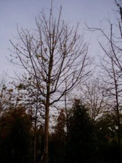 Spaanse Aak (Acer Campestre) -Directplant Winkel 20120219161209 9