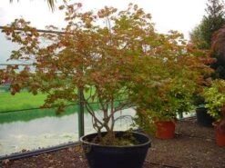 Japanse Esdoorn (Acer Japonicum 'Aconitifolium') -Directplant Winkel 20120219161625 10