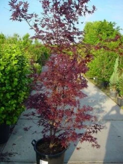 Japanse Esdoorn (Acer Palmatum 'Atropurpureum') -Directplant Winkel 20120219161852 9