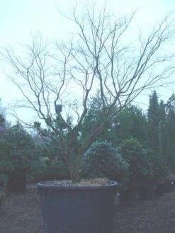 Japanse Esdoorn (Acer Palmatum 'Bloodgood') -Directplant Winkel 20120219170455 12 1