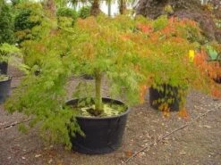 Japanse Esdoorn (Acer Palmatum 'Dissectum') -Directplant Winkel 20120219170606 11 1