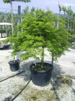 Japanse Esdoorn (Acer Palmatum 'Dissectum') -Directplant Winkel 20120219170629 11