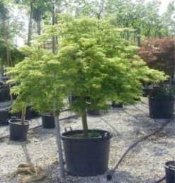 Japanse Esdoorn (Acer Palmatum 'Dissectum') -Directplant Winkel 20120219170657 11