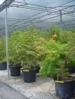 Japanse Esdoorn (Acer Palmatum 'Dissectum') -Directplant Winkel 20120219170727 11