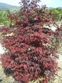 Japanse Esdoorn (Acer Palmatum 'Fireglow') -Directplant Winkel 20120220091027 11