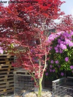 Japanse Esdoorn (Acer Palmatum 'Fireglow') -Directplant Winkel 20120220091058 11 1