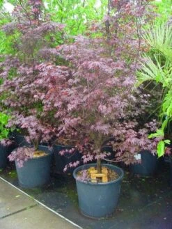 Japanse Esdoorn (Acer Palmatum 'Fireglow') -Directplant Winkel 20120220091129 11 1