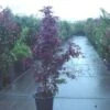 Japanse Esdoorn (Acer Palmatum 'Fireglow') -Directplant Winkel 20120220091200 11 1