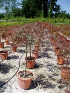 Japanse Esdoorn (Acer Palmatum 'Garnet') 24 Japanse Esdoorn (Acer Palmatum 'Garnet') -Directplant Winkel 20120220092410 12 1