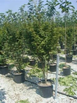 Japanse Esdoorn (Acer Palmatum) -Directplant Winkel 20120220093454 11