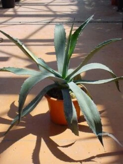 Agave (Agave Americana) -Directplant Winkel 20120220095510 3
