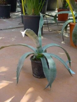 Agave (Agave Americana) -Directplant Winkel 20120220095542 3