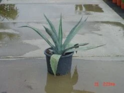 Agave (Agave Americana) -Directplant Winkel 20120220095820 3