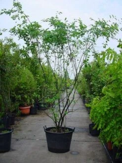 Krentenboom Als Struik (Amelanchier Lamarckii) 16 Krentenboom Als Struik (Amelanchier Lamarckii) -Directplant Winkel 20120220100746 13