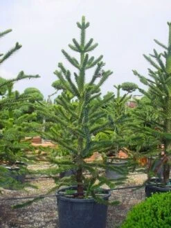 Apeboom (Araucaria Araucana) -Directplant Winkel 20120220101005 17
