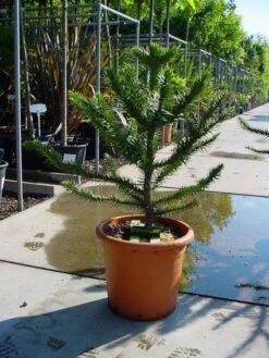 Apeboom (Araucaria Araucana) -Directplant Winkel 20120220101040 17