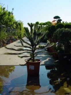 Apeboom (Araucaria Araucana) -Directplant Winkel 20120220101108 17