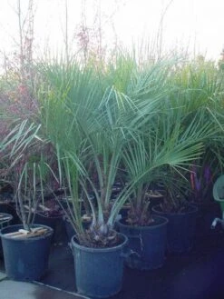 Geleipalm (Butia Capitata) -Directplant Winkel 20120220110229 6