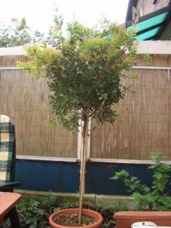 Lampepoetserplant Op Stam (Callistemon Laevis ) -Directplant Winkel 20120220111108 1