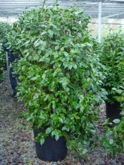 Camelia (Camellia, Rood) -Directplant Winkel 20120220112609 60 12 1