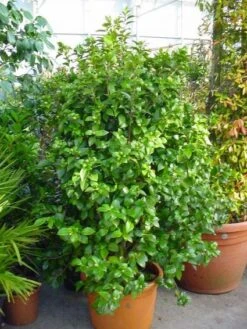 Camelia (Camellia, Wit) -Directplant Winkel 20120220112651 5