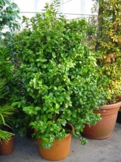 Camelia (Camellia, Rose) -Directplant Winkel 20120220112744 20 4