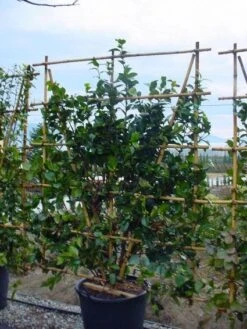 Camelia Als Leivorm (Camellia Japonica) -Directplant Winkel 20120220112828 2 2