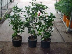 Camelia (Camellia, Rood) -Directplant Winkel 20120220112914 60 12 2