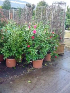 Camelia (Camellia, Rose) -Directplant Winkel 20120220113125 20 4 1