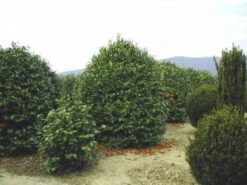 Camelia (Camellia, Rood) -Directplant Winkel 20120220113515 24 12 12 1